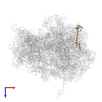 Large ribosomal subunit protein bL20 in PDB entry 4wq1, assembly 2, top view.
