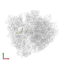 Messenger RNA in PDB entry 4wzo, assembly 1, front view.