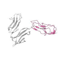The deposited structure of PDB entry 4x4m contains 2 copies of Pfam domain PF00047 (Immunoglobulin domain) in High affinity immunoglobulin gamma Fc receptor I. Showing 1 copy in chain E.