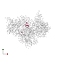 Small ribosomal subunit protein uS12 in PDB entry 4x66, assembly 1, front view.
