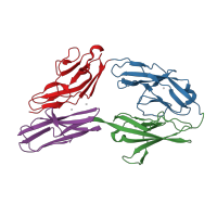 The deposited structure of PDB entry 4xb8 contains 8 copies of CATH domain 2.60.40.10 (Immunoglobulin-like) in Down syndrome cell adhesion molecule 1, isoform AU. Showing 4 copies in chain A.