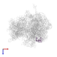 Large ribosomal subunit protein uL13 in PDB entry 4xej, assembly 1, top view.
