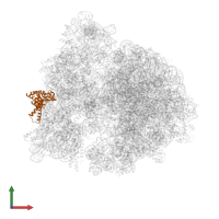 Small ribosomal subunit protein uS2 in PDB entry 4ybb, assembly 1, front view.