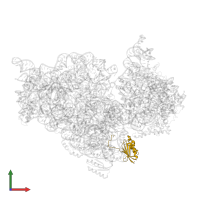 Small ribosomal subunit protein uS11 in PDB entry 4yhh, assembly 1, front view.