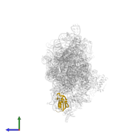 Small ribosomal subunit protein uS11 in PDB entry 4yhh, assembly 1, side view.