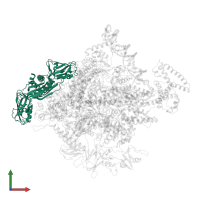DNA-directed RNA polymerase subunit alpha in PDB entry 4yln, assembly 1, front view.