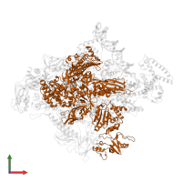 DNA-directed RNA polymerase subunit beta in PDB entry 4yln, assembly 1, front view.
