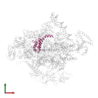 DNA-directed RNA polymerase subunit omega in PDB entry 4yln, assembly 1, front view.