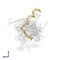 NT strand DNA (49-MER) in PDB entry 4yln, assembly 1, side view.
