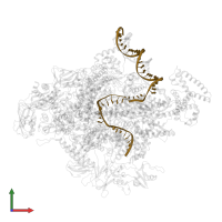 T strand DNA (49-MER) in PDB entry 4yln, assembly 1, front view.