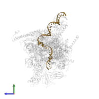 T strand DNA (49-MER) in PDB entry 4yln, assembly 1, side view.