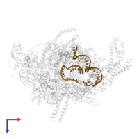 T strand DNA (49-MER) in PDB entry 4yln, assembly 1, top view.
