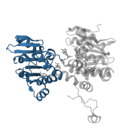 The deposited structure of PDB entry 4yvf contains 2 copies of CATH domain 3.40.50.720 (Rossmann fold) in Adenosylhomocysteinase. Showing 1 copy in chain A.