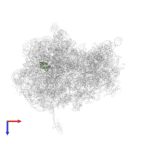 Large ribosomal subunit protein bL17 in PDB entry 4z3s, assembly 2, top view.