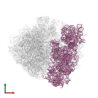 16S ribosomal RNA in PDB entry 4z3s, assembly 2, front view.