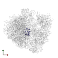 Large ribosomal subunit protein uL2 in PDB entry 4zer, assembly 1, front view.