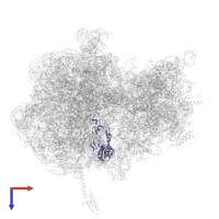 Large ribosomal subunit protein uL2 in PDB entry 4zer, assembly 1, top view.