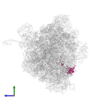 Large ribosomal subunit protein uL3 in PDB entry 4zer, assembly 1, side view.