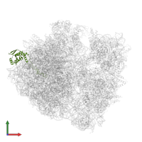 Large ribosomal subunit protein uL4 in PDB entry 4zer, assembly 1, front view.