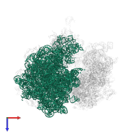 23S ribosomal RNA in PDB entry 5a9z, assembly 1, top view.