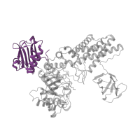 The deposited structure of PDB entry 5abh contains 2 copies of Pfam domain PF02838 (Glycosyl hydrolase family 20, domain 2) in O-GlcNAcase BT_4395. Showing 1 copy in chain A.