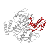 The deposited structure of PDB entry 5adc contains 2 copies of CATH domain 3.90.1230.10 (Bovine Endothelial Nitric Oxide Synthase Heme Domain; Chain: A,domain 3) in Nitric oxide synthase 1. Showing 1 copy in chain B.