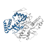 The deposited structure of PDB entry 5adc contains 2 copies of CATH domain 3.90.340.10 (Nitric Oxide Synthase; Chain A, domain 1) in Nitric oxide synthase 1. Showing 1 copy in chain B.