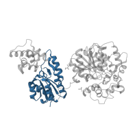 The deposited structure of PDB entry 5ai6 contains 1 copy of CATH domain 3.40.50.1000 (Rossmann fold) in Bifunctional epoxide hydrolase 2. Showing 1 copy in chain A.