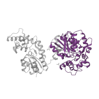The deposited structure of PDB entry 5ai6 contains 1 copy of Pfam domain PF00561 (alpha/beta hydrolase fold) in Bifunctional epoxide hydrolase 2. Showing 1 copy in chain A.