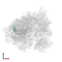Large ribosomal subunit protein eL33 in PDB entry 5aj0, assembly 1, front view.