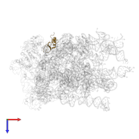 Large ribosomal subunit protein eL24 in PDB entry 5anc, assembly 1, top view.