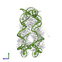 DNA (147-MER) in PDB entry 5av5, assembly 1, side view.