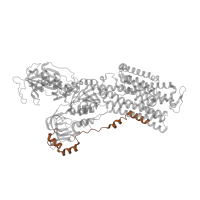 The deposited structure of PDB entry 5avw contains 1 copy of Pfam domain PF00690 (Cation transporter/ATPase, N-terminus) in Sodium/potassium-transporting ATPase subunit alpha. Showing 1 copy in chain A.