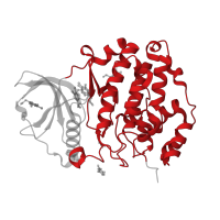 The deposited structure of PDB entry 5clp contains 2 copies of CATH domain 1.10.510.10 (Transferase(Phosphotransferase); domain 1) in Casein kinase II subunit alpha. Showing 1 copy in chain B.