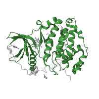 The deposited structure of PDB entry 5clp contains 2 copies of Pfam domain PF00069 (Protein kinase domain) in Casein kinase II subunit alpha. Showing 1 copy in chain B.