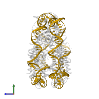 DNA (145-MER) in PDB entry 5cpk, assembly 1, side view.