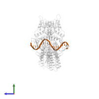 DNA (5'-D(P*TP*CP*TP*GP*TP*CP*TP*TP*CP*CP*AP*GP*GP*AP*AP*AP*TP*CP*CP*AP*T)-3') in PDB entry 5d39, assembly 2, side view.