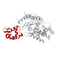 The deposited structure of PDB entry 5d3o contains 2 copies of CATH domain 1.10.238.210 (Recoverin; domain 1) in Glutaminase kidney isoform, mitochondrial 65 kDa chain. Showing 1 copy in chain A.