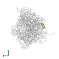 Small ribosomal subunit protein bS6 in PDB entry 5d8b, assembly 1, side view.