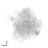 Large ribosomal subunit protein eL27A in PDB entry 5dc3, assembly 2, side view.