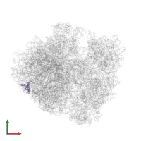 Large ribosomal subunit protein uL29 in PDB entry 5dfe, assembly 2, front view.