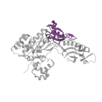 The deposited structure of PDB entry 5dga contains 1 copy of CATH domain 3.40.1170.60 (MutS, DNA mismatch repair protein, domain I) in DNA polymerase eta. Showing 1 copy in chain A.