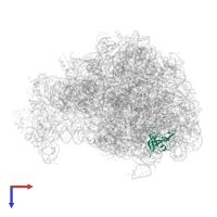 Large ribosomal subunit protein uL14 in PDB entry 5dm6, assembly 1, top view.