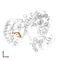 RNA (5'-R(P*AP*GP*UP*U)-3') in PDB entry 5dto, assembly 1, front view.