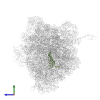 Small ribosomal subunit protein uS5 in PDB entry 5e7k, assembly 1, side view.