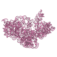 The deposited structure of PDB entry 5el4 contains 2 copies of Rfam domain RF00177 (Bacterial small subunit ribosomal RNA) in 16S ribosomal RNA. Showing 1 copy in chain DB [auth 1G].