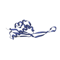 The deposited structure of PDB entry 5el4 contains 2 copies of Pfam domain PF00237 (Ribosomal protein L22p/L17e) in Large ribosomal subunit protein uL22. Showing 1 copy in chain RA [auth E8].