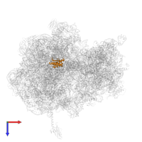 Large ribosomal subunit protein uL18 in PDB entry 5f8k, assembly 2, top view.