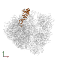 5S ribosomal RNA in PDB entry 5f8k, assembly 2, front view.
