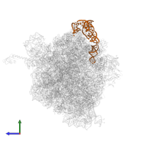 5S ribosomal RNA in PDB entry 5f8k, assembly 2, side view.